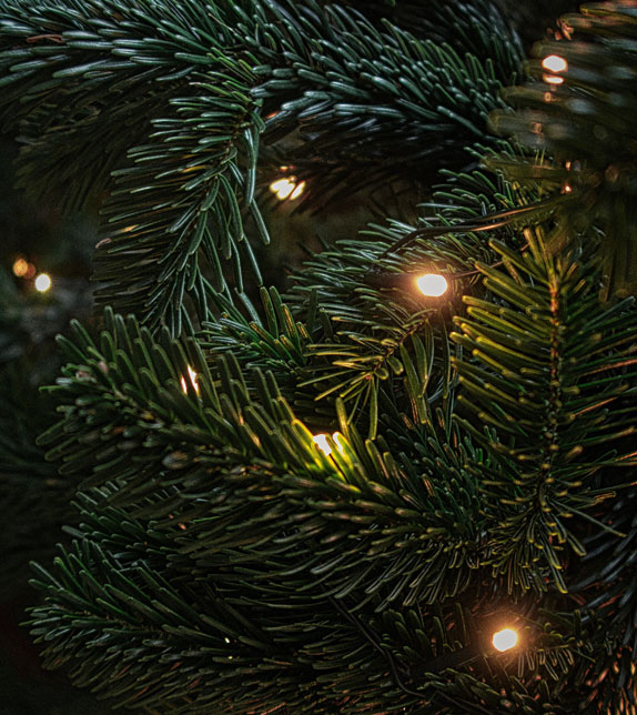 Christmas Tree Farm Essex