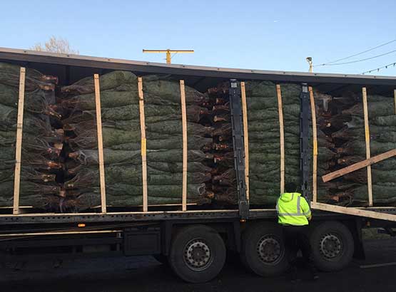 Wholesale Christmas Tree order ready to leave Christmas Tree Distribution Depot