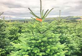 Christmas Tree Specialists Gallery-1