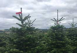 Christmas Tree Specialists Gallery-11