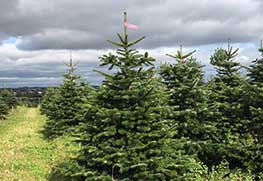 Christmas Tree Specialists Gallery-12