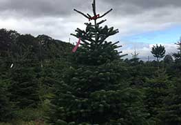 Christmas Tree Specialists Gallery-17