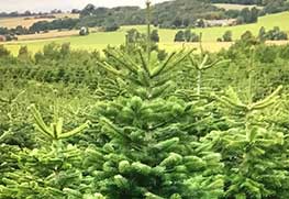 Christmas Tree Specialists Gallery-18