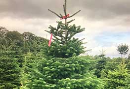 Christmas Tree Specialists Gallery-19