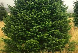 Christmas Tree Specialists Gallery-2