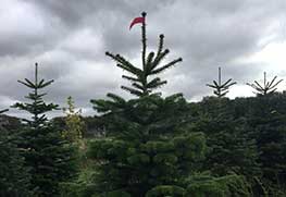 Christmas Tree Specialists Gallery-22