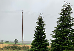 Christmas Tree Specialists Gallery-25