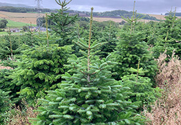 Christmas Tree Specialists Gallery-27