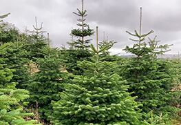 Christmas Tree Specialists Gallery-28