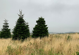 Christmas Tree Specialists Gallery-29