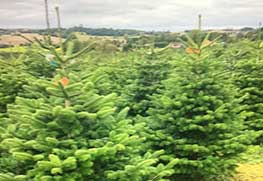 Christmas Tree Specialists Gallery-3