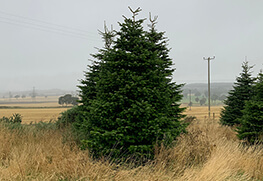 Christmas Tree Specialists Gallery-30