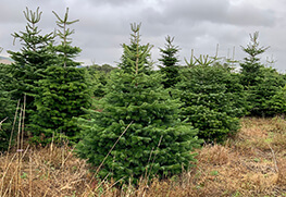 Christmas Tree Specialists Gallery-32