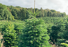 Christmas Tree Specialists Gallery-33