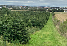 Christmas Tree Specialists Gallery-35