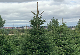 Christmas Tree Specialists Gallery-36