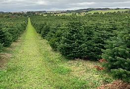 Christmas Tree Specialists Gallery-37