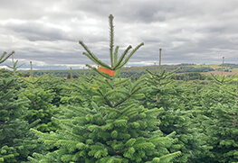 Christmas Tree Specialists Gallery-39