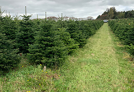 Christmas Tree Specialists Gallery-40