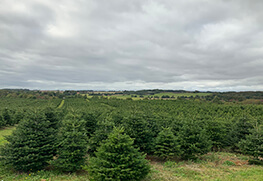 Christmas Tree Specialists Gallery-41