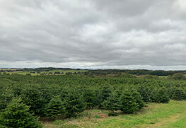 Christmas Tree Specialists Gallery-42