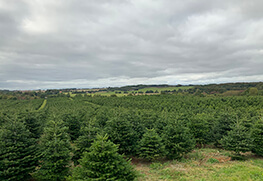 Christmas Tree Specialists Gallery-43