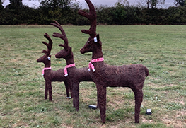 Christmas Tree Specialists Gallery-45