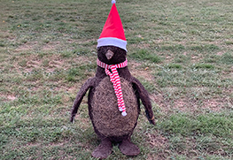 Christmas Tree Specialists Gallery-46