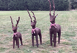 Christmas Tree Specialists Gallery-47