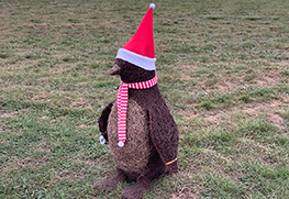 Christmas Tree Specialists Gallery-48