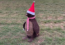 Christmas Tree Specialists Gallery-49