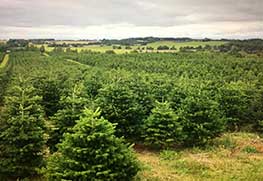 Christmas Tree Specialists Gallery-5