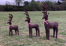 Christmas Tree Specialists Gallery-50