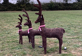 Christmas Tree Specialists Gallery-51