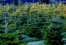 Christmas Tree Specialists Gallery-7