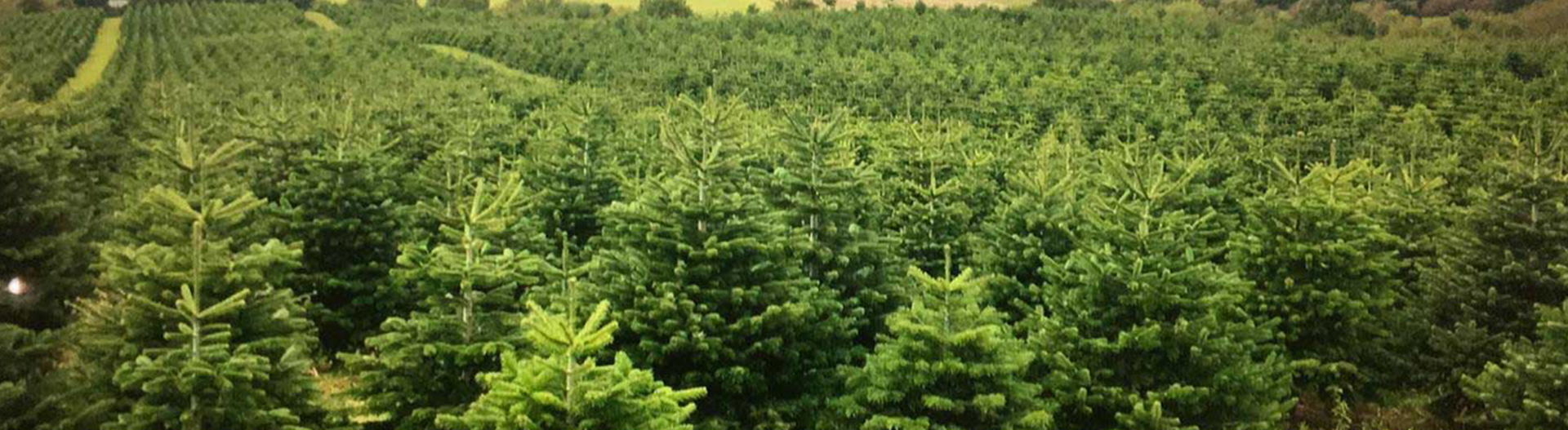 Christmas Tree Specialists Image