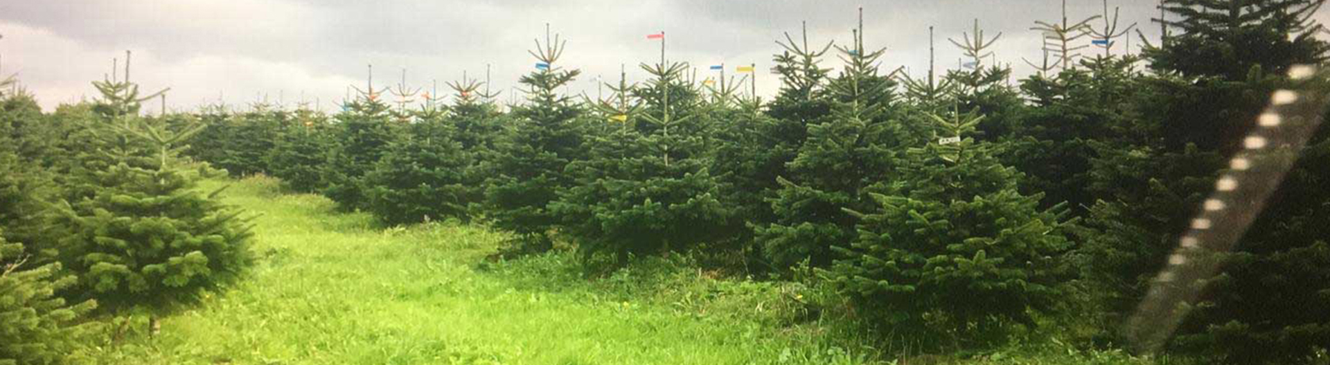 Christmas Tree Specialists Image