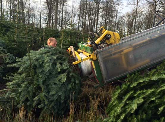 Christmas Tree Specialists Pruning Christmas Tree