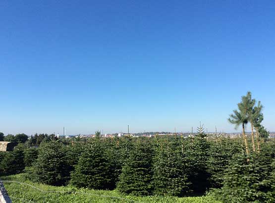 Christmas Tree Farm